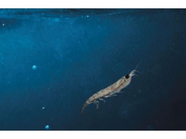 >Aker Biomarine Spain sl